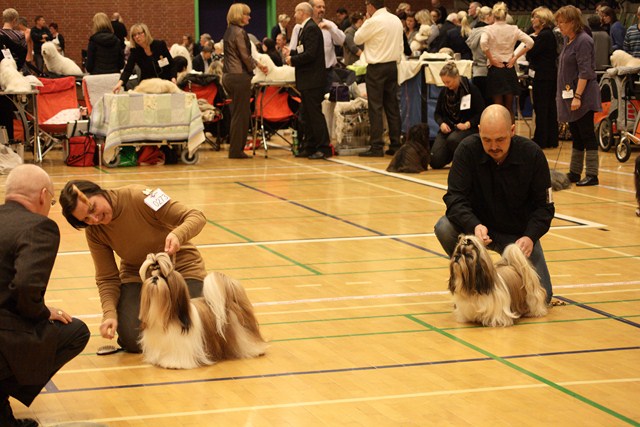 Shih Tzu Danmark